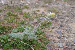 Artemisia lagopus