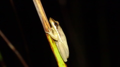 Litoria olongburensis