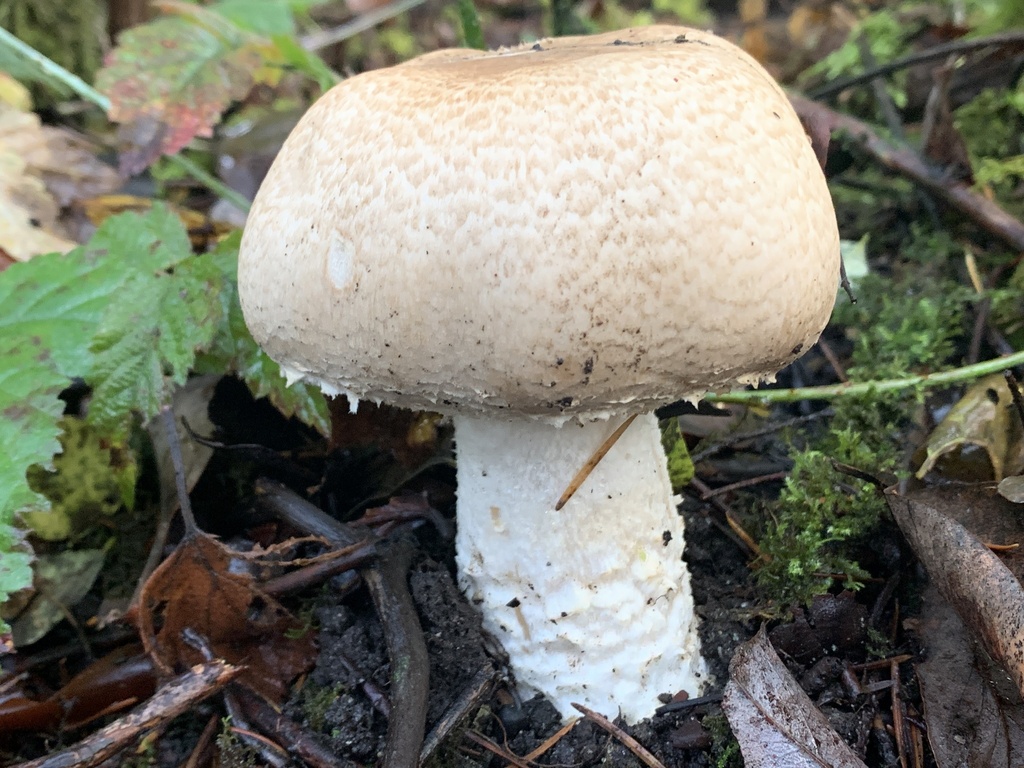 Agaricus augustus · November 2025 · photo: © davidbroadland (iNaturalist, cc0)