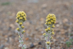Artemisia lagopus