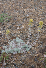 Artemisia lagopus