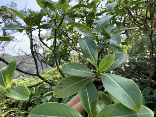 Psychotria mariniana observed 2025-11-29