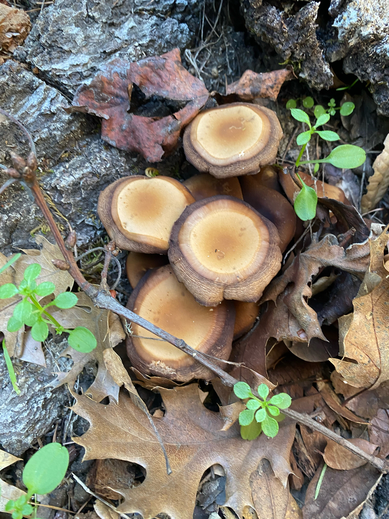 Psathyrella piluliformis · November 2025 · photo: © ebessler (iNaturalist, cc0)