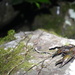 Mud Gully Crayfish - Photo (c) Daniel, some rights reserved (CC BY-NC), uploaded by Daniel