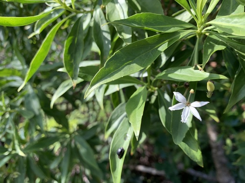 naupaka kuahiwi (Scaevola gaudichaudiana)