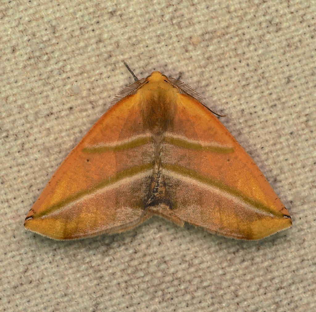 Sicya directaria