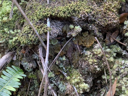 Hymenophyllum obtusum observed 2025-11-29