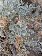 Ericameria cuneata