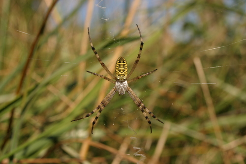 Wasp spider