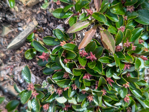 Netleaf Willow (Salix nivalis)