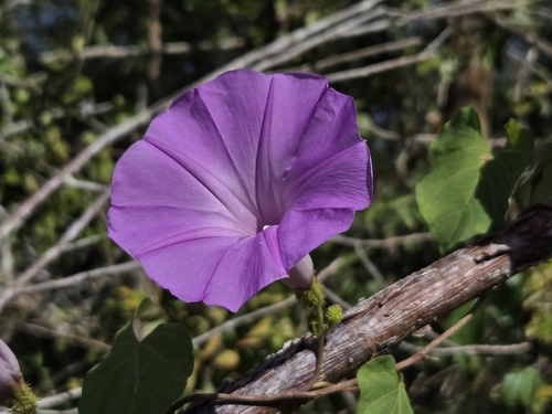 Ipomoea crinicalyx