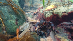 Euastacus hystricosus