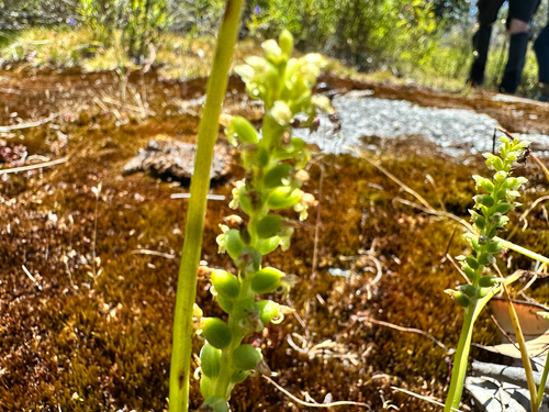 Microtis media, photograph 2