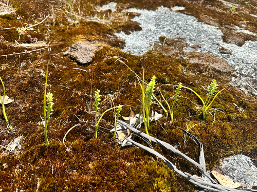 Microtis media, photograph 3
