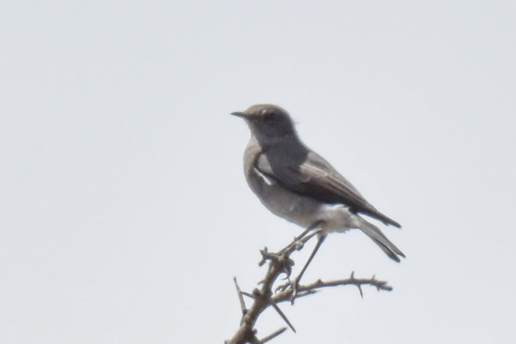 Karoo Chat (Emarginata schlegelii), photo 7