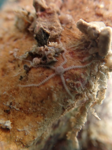 Amphipholis squamata observed 2025-11-29