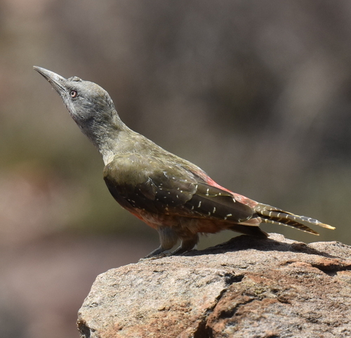 Ground Woodpecker (Geocolaptes olivaceus), photo 8
