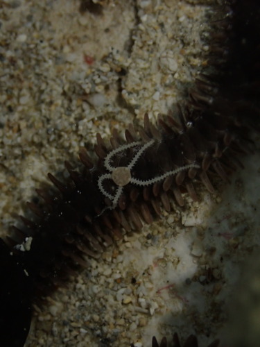 Amphipholis squamata observed 2025-11-29