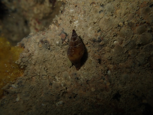 Nassarius gaudiosus observed 2025-11-29