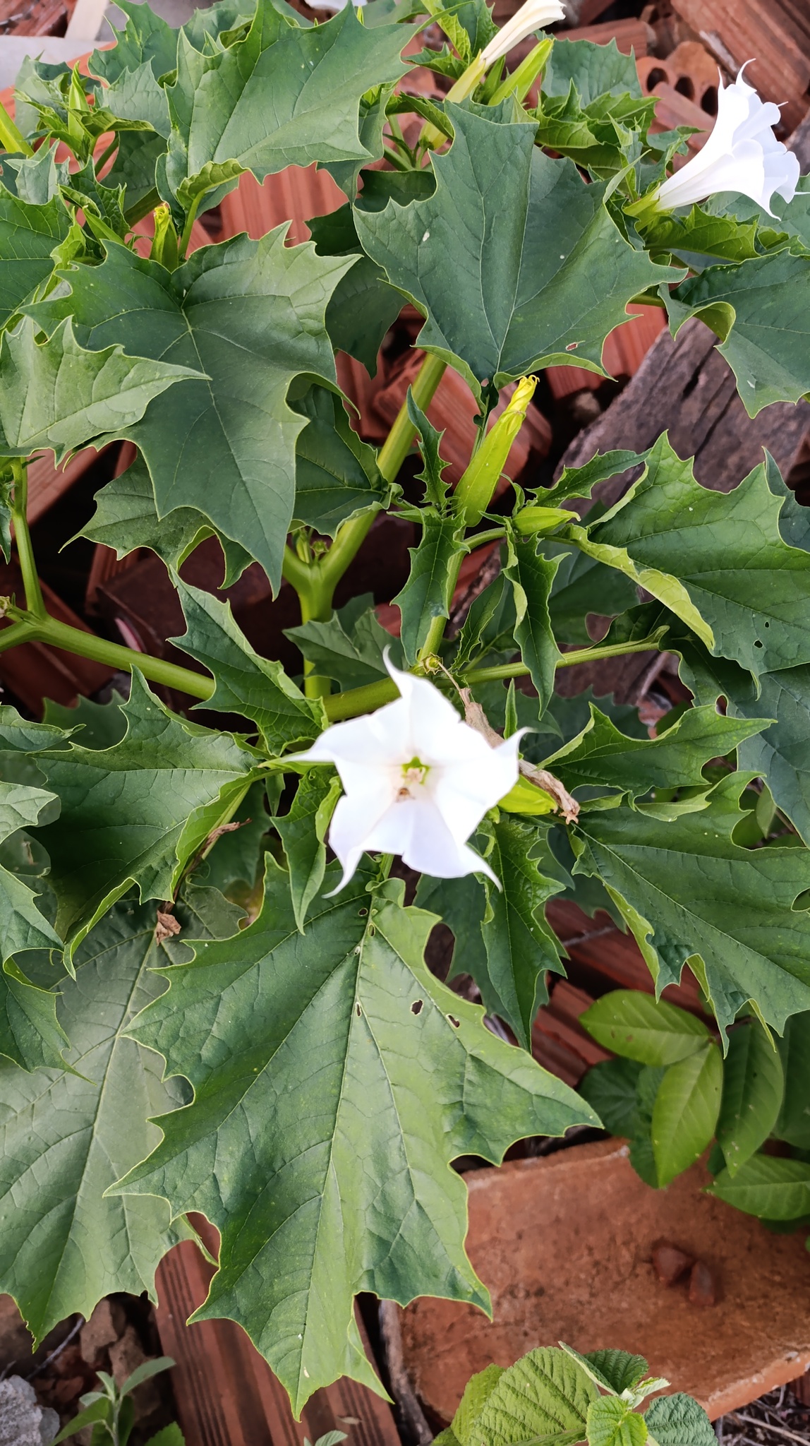 Datura stramonium