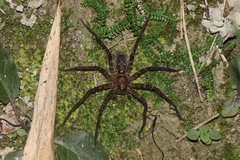 Heteropoda venatoria
