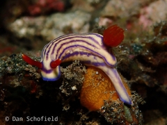 Hypselodoris maridadilus