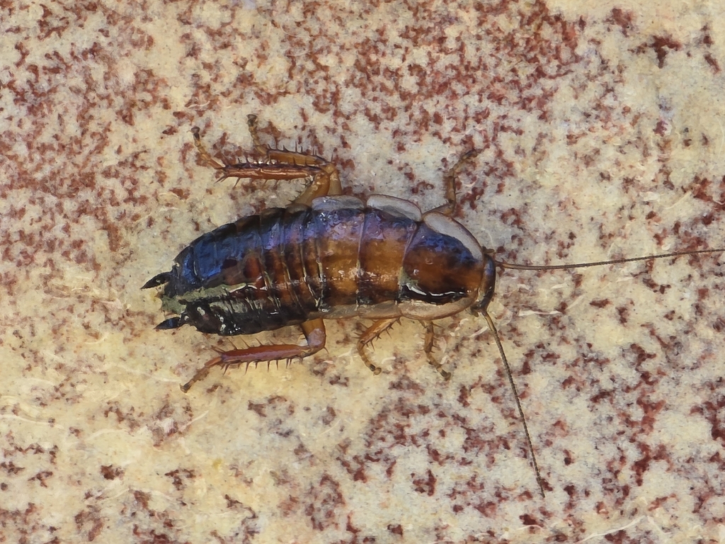 Shining Cockroaches from Bayswater, AU-WA, AU on November 30, 2025 at ...