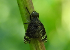 Platystoma seminationis