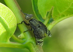 Platystoma