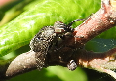Platystoma