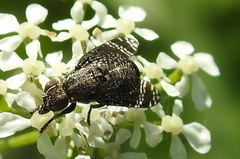 Platystoma