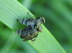 Platystoma