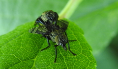 Platystoma