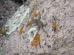 Sceloporus graciosus graciosus
