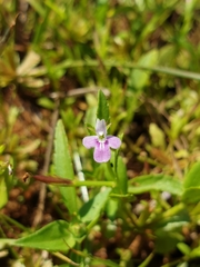 Bonnaya
