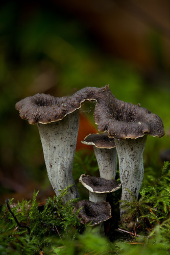 Craterellus calicornucopioides D.Arora & J.L.Frank