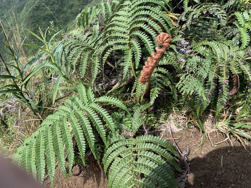 ama'u (Sadleria pallida)
