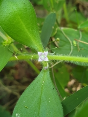 Spermacoce alata