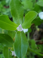 Spermacoce alata