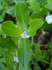 Spermacoce alata