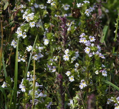 Euphrasia maximowiczii