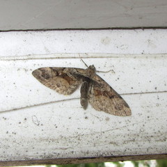 Eupithecia sinuosaria