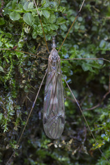 Tipula confusa