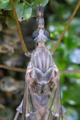Tipula confusa