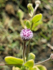 Blumea obliqua