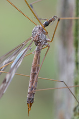 Tipula confusa