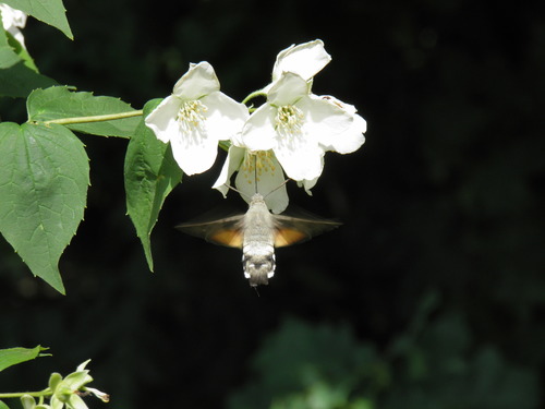 Ilgaliežuvis sfinksas