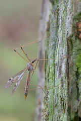Tipula confusa