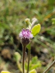 Blumea obliqua