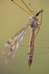 Tipula confusa